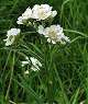 Achillea ptarmica