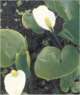 Calla palustris