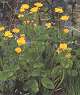 Caltha palustris