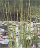 Equisetum japonicum