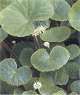 Hydrocotyle vulgaris