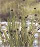 Juncus ensifolius