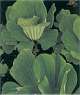 Pistia stratiotes