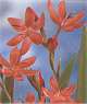 Schizostylis coccinea