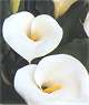 Zantedeschia aethiopica